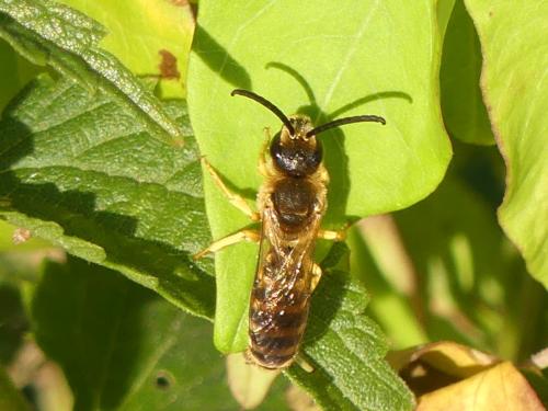Halictus scabiosae